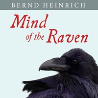 MIND OF THE RAVEN