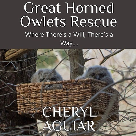 GREAT HORNED OWLETS RESCUE